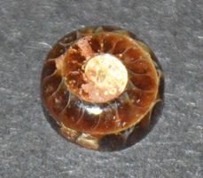 Cabochon L-9670 – Ammonit Fossil Rund 8mm
