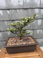 Bonsai koreanische Zwergtanne