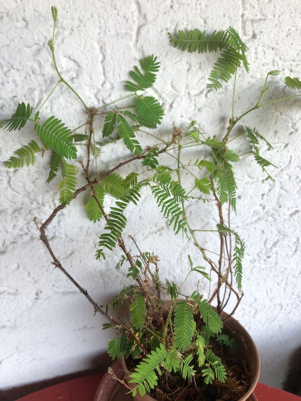 Plantes & graines: Mimose Mimosa Pudica – Neuf (Voir description) à Zürich par peterle01 2