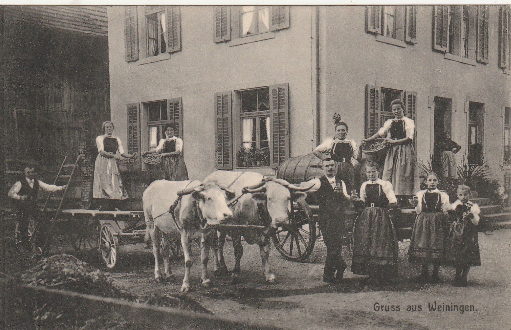Ansichtskarten: Weiningen belebt mit Ochsengespann – Gebraucht aus Rorschacherberg von
