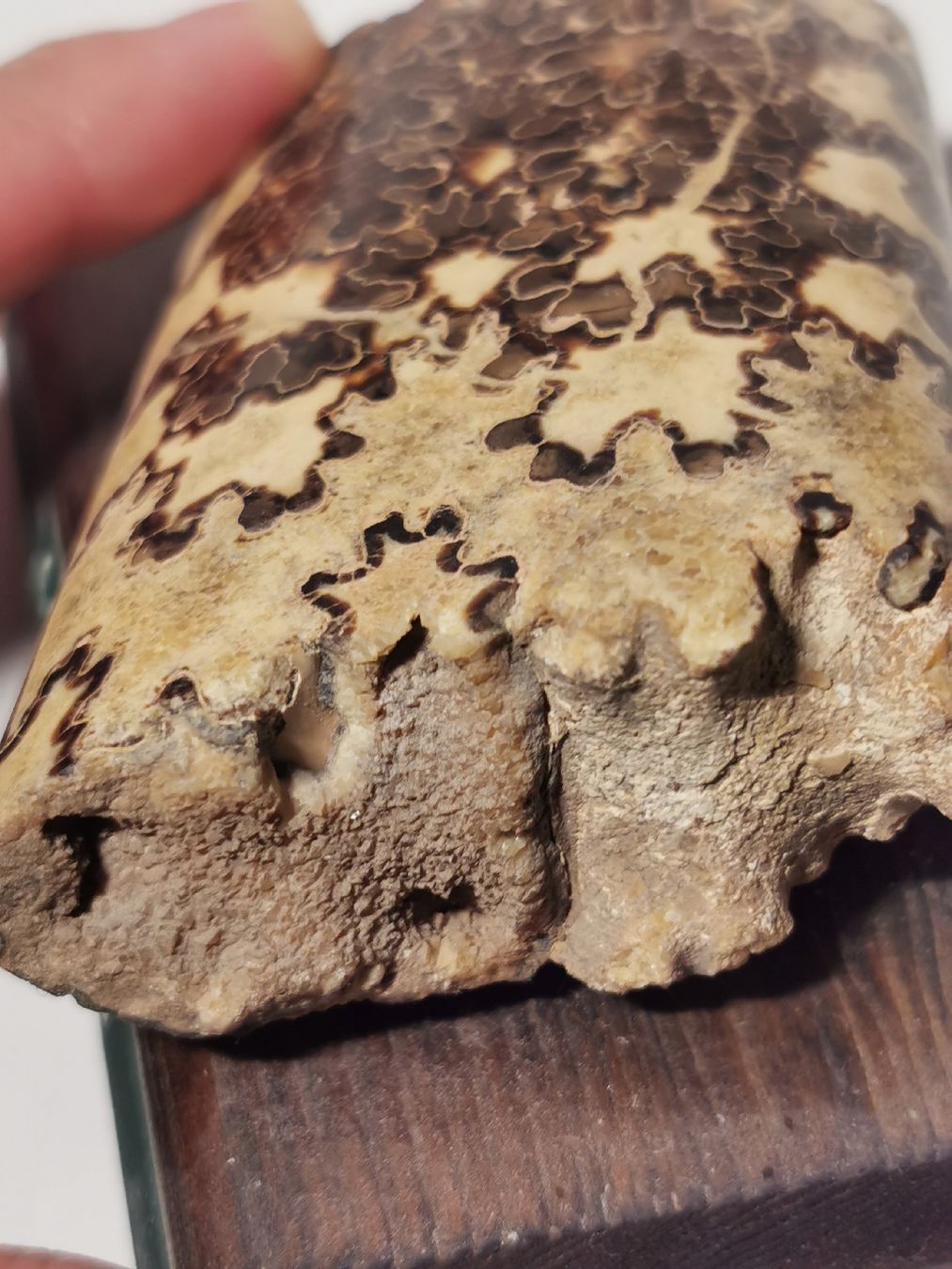 Fossili: Baculites fossil – Usato da Basel venduto da Treasurehunter 4