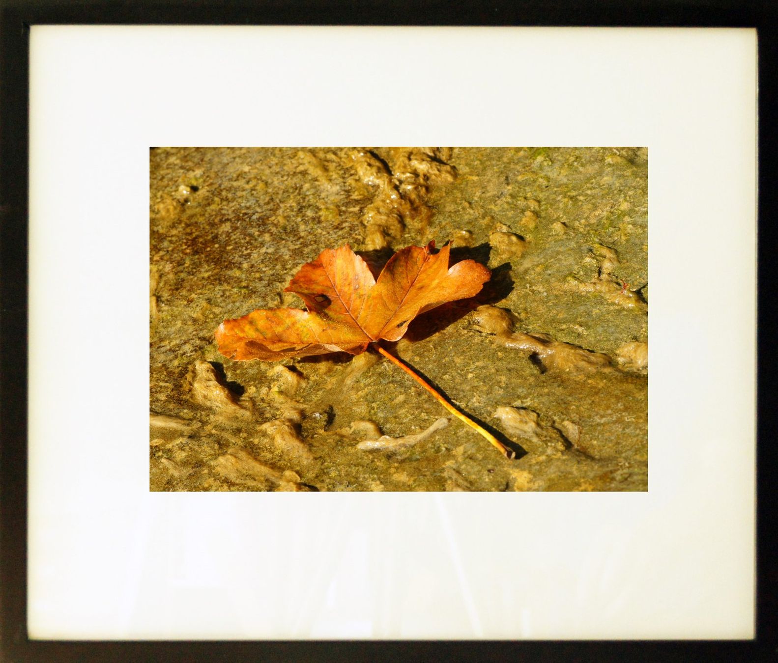 Poster & Bilder: Fotografie: Grosses Blatt – Neu (gemäss Beschreibung) aus Fribourg von erw_68dx