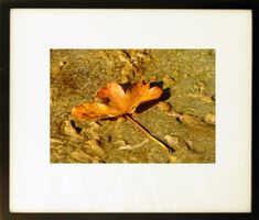 Fotografie: Grosses Blatt
