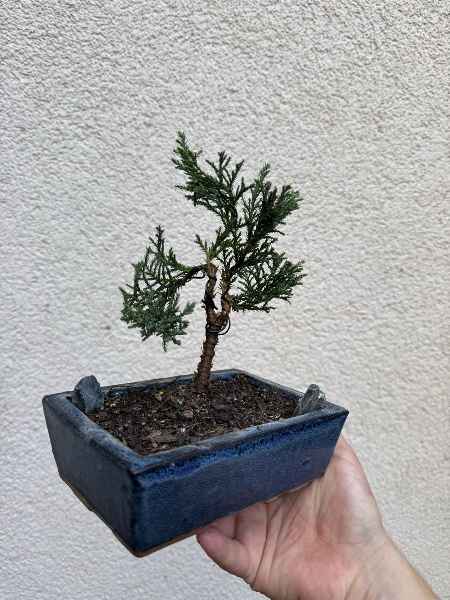 Piante & sementi: Kleiner Zypressen/Juniper Bonsai – Usato da Rümlang venduto da Gruseh.ch 1