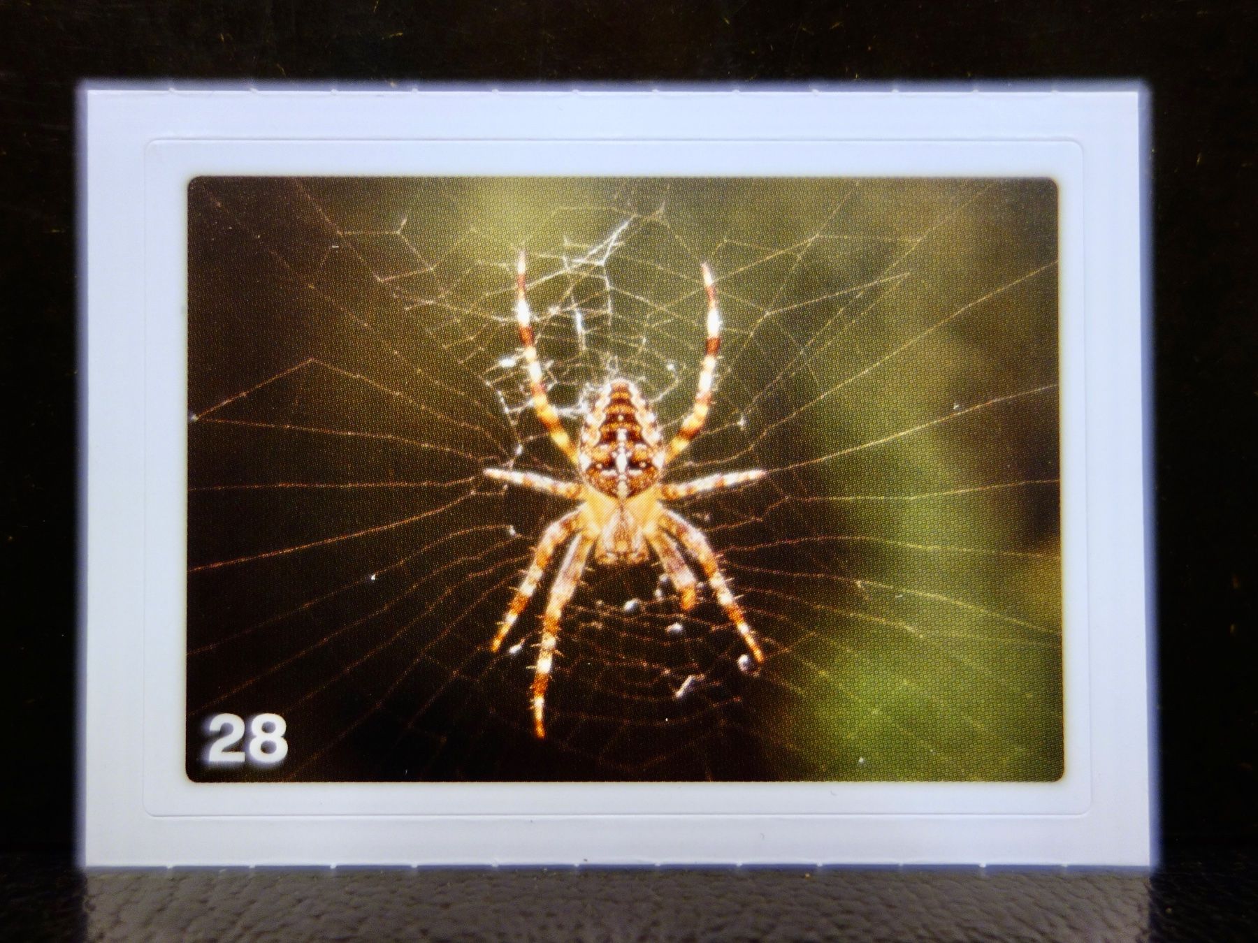 Migros Carte collezionabili: MIGROS MANIA Nature Detectives Nr. 28 – Nuovo e nell'imballaggio originale da Kerzers venduto da djstarsky73