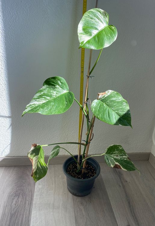 philodendron melanochrysum groß Philodendron melanochrysum – Thai Exotic Greenery