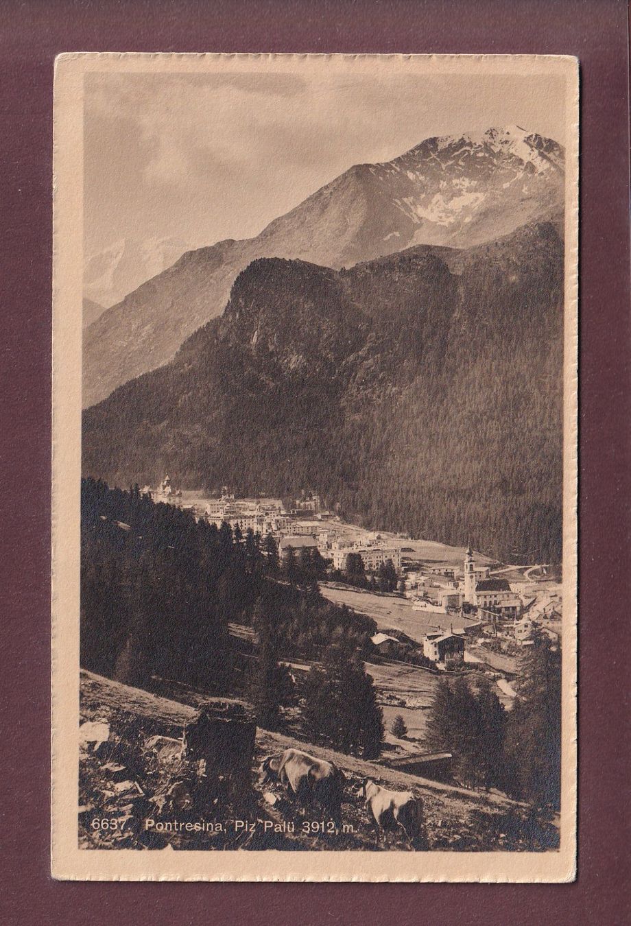Cartoline postali: PONTRESINA - Piz Palü - Kühe – Usato da Pully venduto da nicecards-shop
