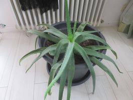 XL Aloe Vera Pflanze 🤩mit einem 44 cm Topf