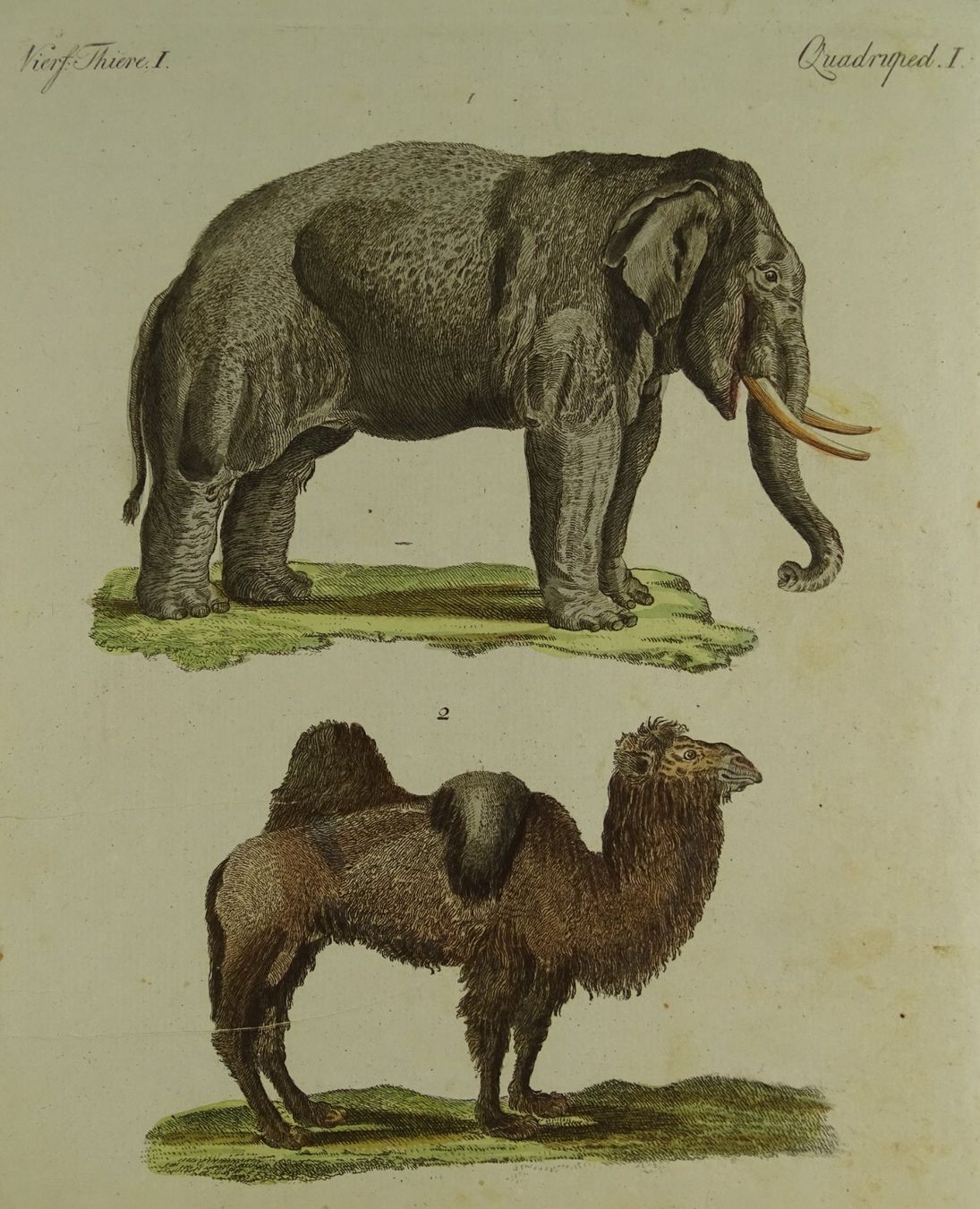 Incisioni: ELEFANT & KAMEL, KUPFERSTICH UM 1810 – Usato da Grüningen venduto da Kartensammler 1
