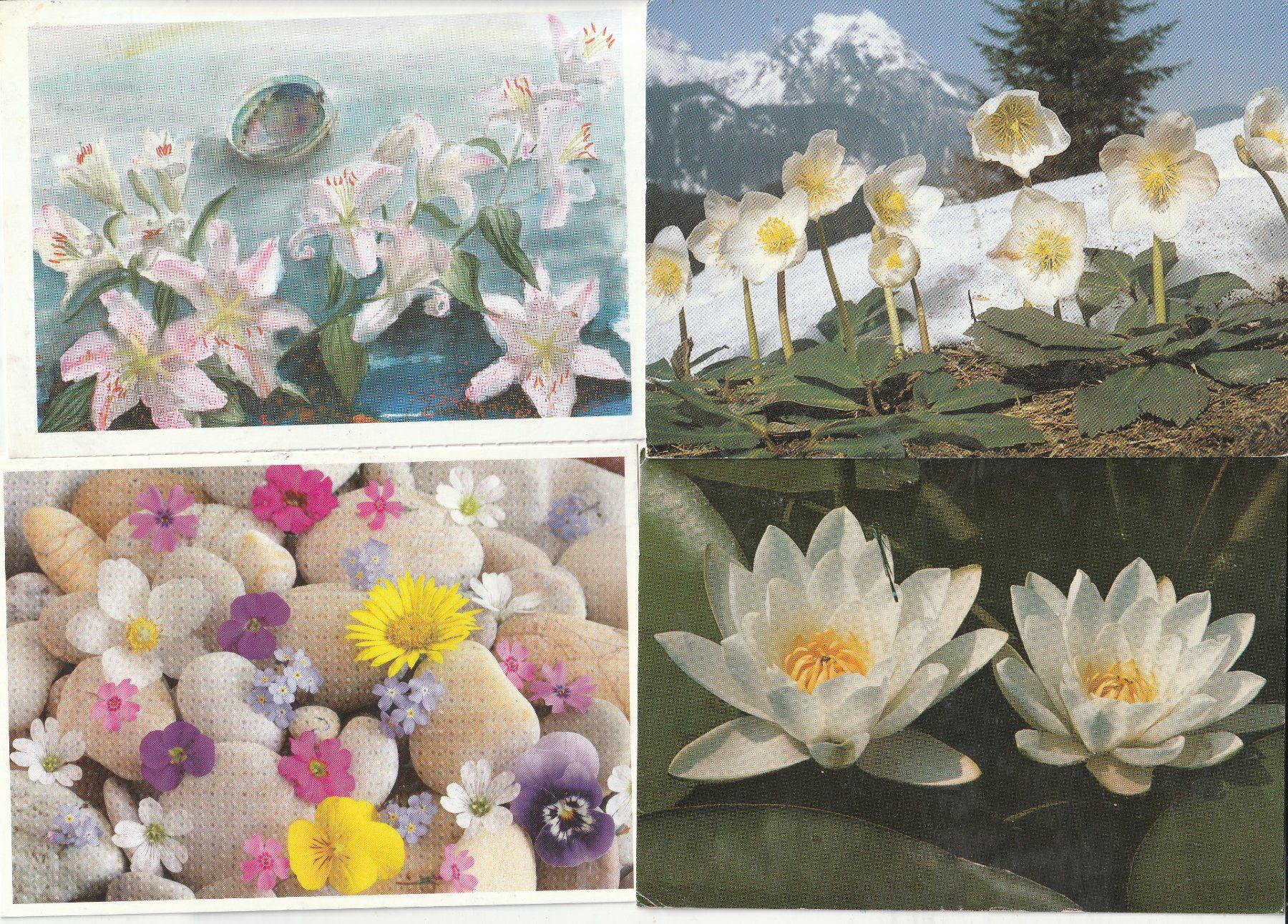 Cartoline postali: 40  Blummenkarten – Usato da Lumbrein venduto da made02 9
