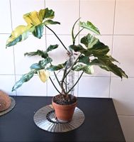 Philodendron Florida beauty var x mahoy
