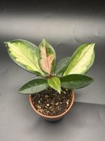 Hoya Carnosa Tricolor (1-13)