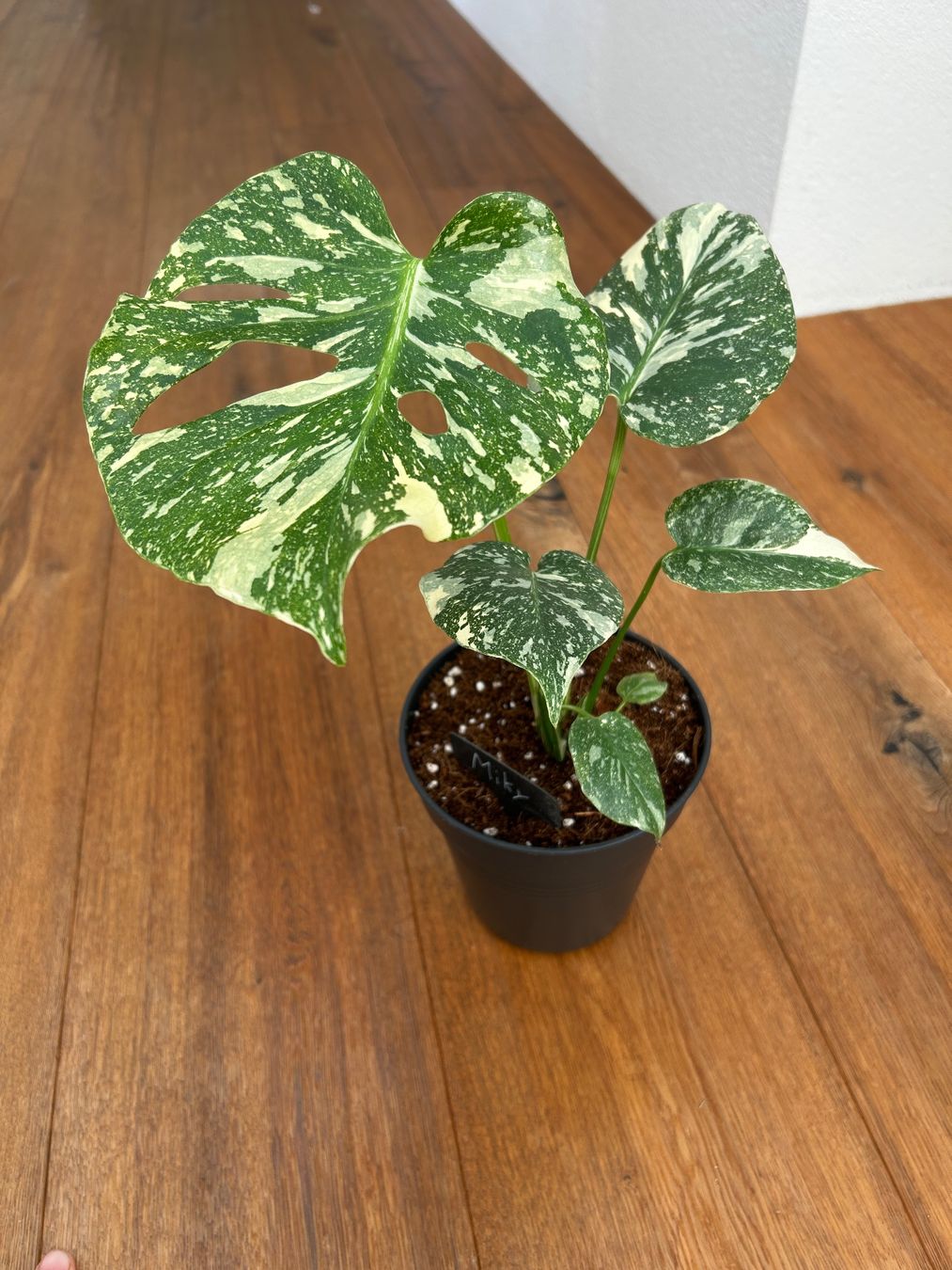 Piante & sementi: Monstera Thai Constellation💚 – Usato da Wattwil venduto da Mikesplantshop 1