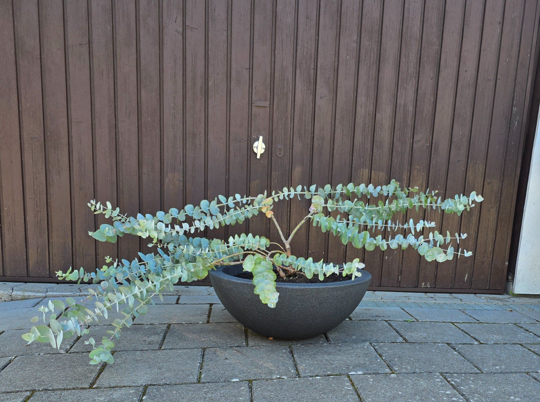 Piante & sementi: Besonderer Eukalyptus in Schale – Nuovo (secondo la descrizione) da Aarburg venduto da popkorn65 5
