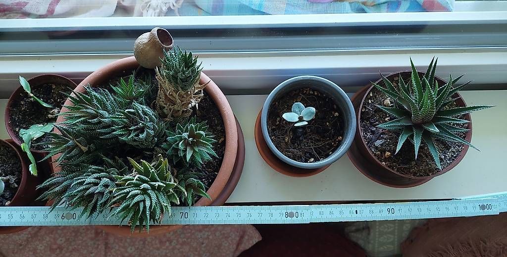 Piante & sementi: Lot de succulentes avec pots – Usato da Nidau venduto da jul_6tpv 2