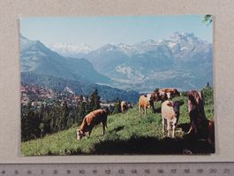 Villars s/Ollon, 1989, Dents du Midi, Kühe, vaches
