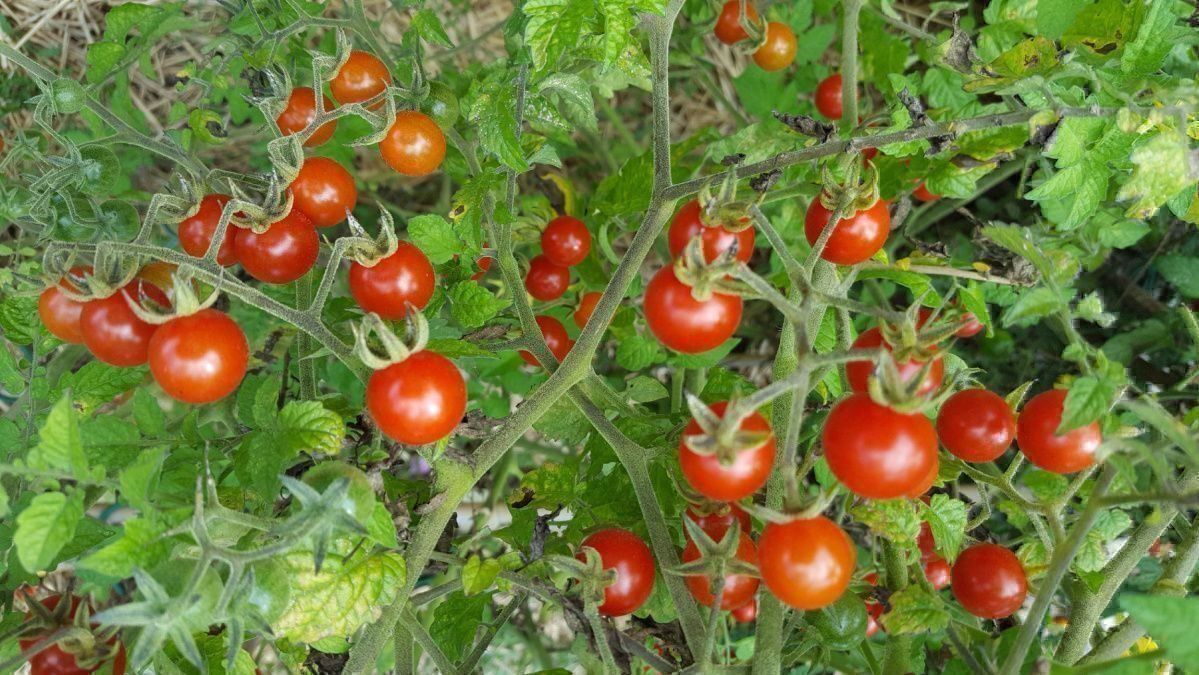 Piante & sementi: 50 Samen Johannisbeertomate – Nuovo (secondo la descrizione) da Ehrendingen venduto da VerveinaSamen 3