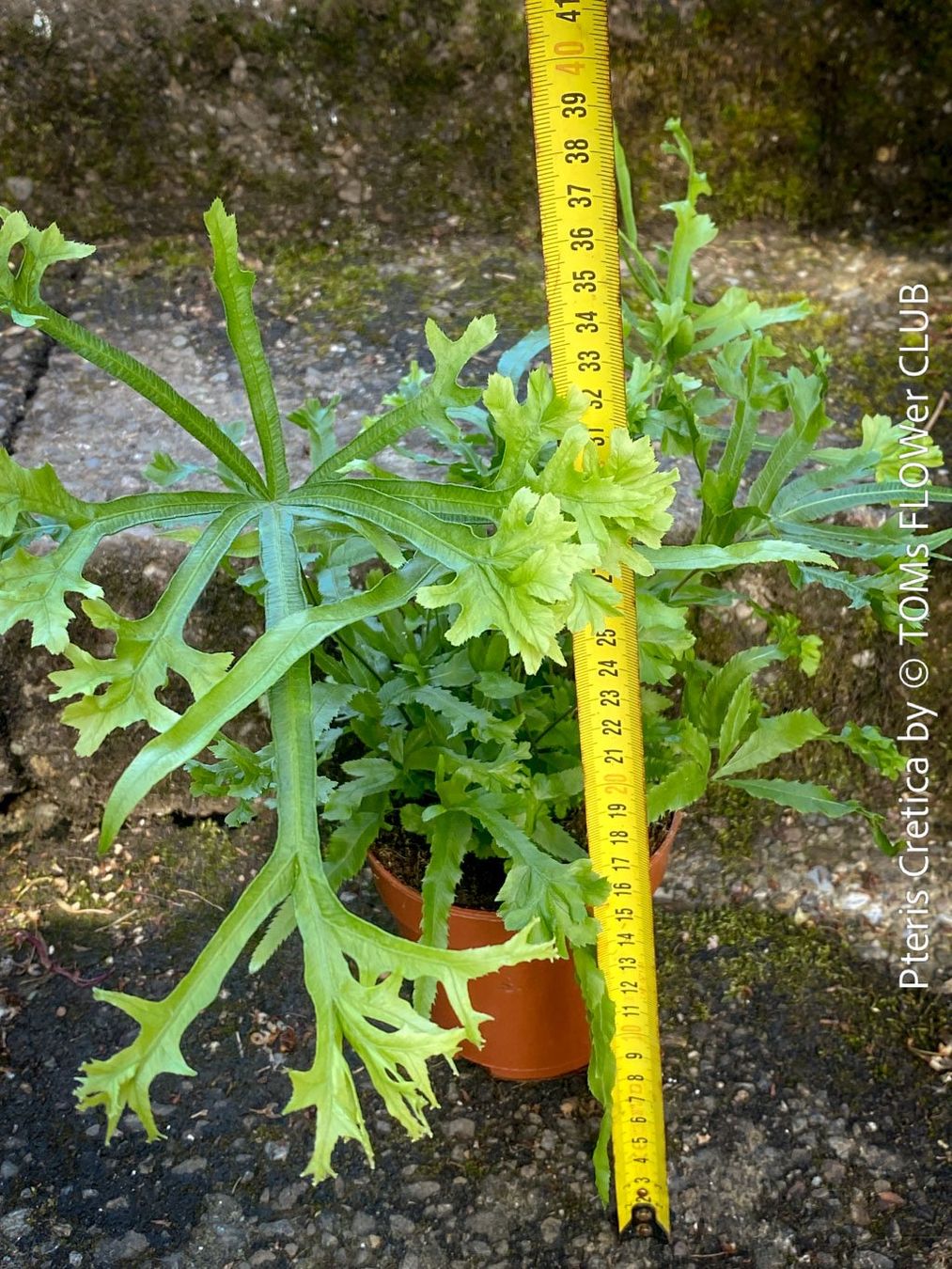 Piante & sementi: Pteris Cretica - Eleganter Zimmerfarn – Nuovo e nell'imballaggio originale da Adliswil venduto da TAKEYOURPLANT 3
