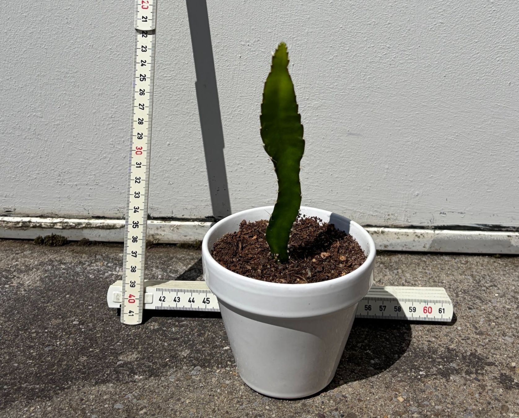 Piante & sementi: Drachenfrucht-Pflanzen, (rotfleischige Drachenfrucht) – Usato da Boll venduto da NRie