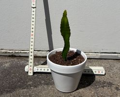 Drachenfrucht-Pflanzen, (rotfleischige Drachenfrucht)
