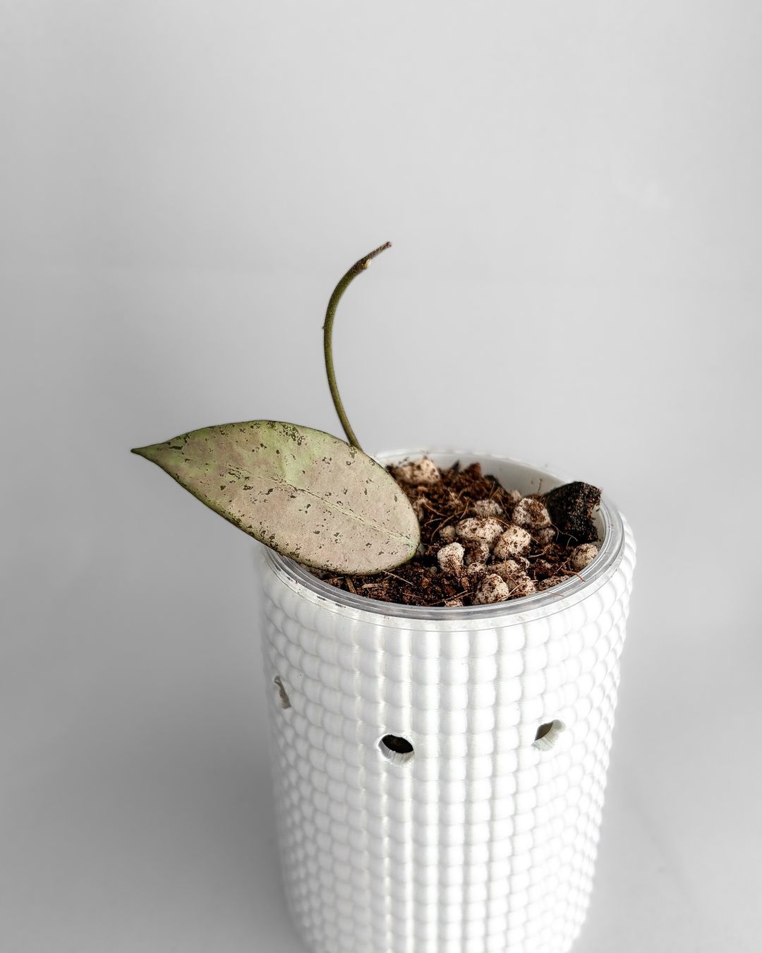 Piante & sementi: Hoya Snow Cui Silver – Nuovo (secondo la descrizione) da Seuzach venduto da animaplants 1