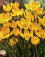 7 Zwiebeln von Gartenblume gelb:  CROCUS DOROTHY + Infos