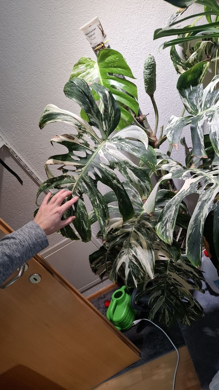 Monstera Deliciosa Variegata (Gebraucht) in Hausen AG fr CHF 250  nur  Abholung auf Ricardo kaufen