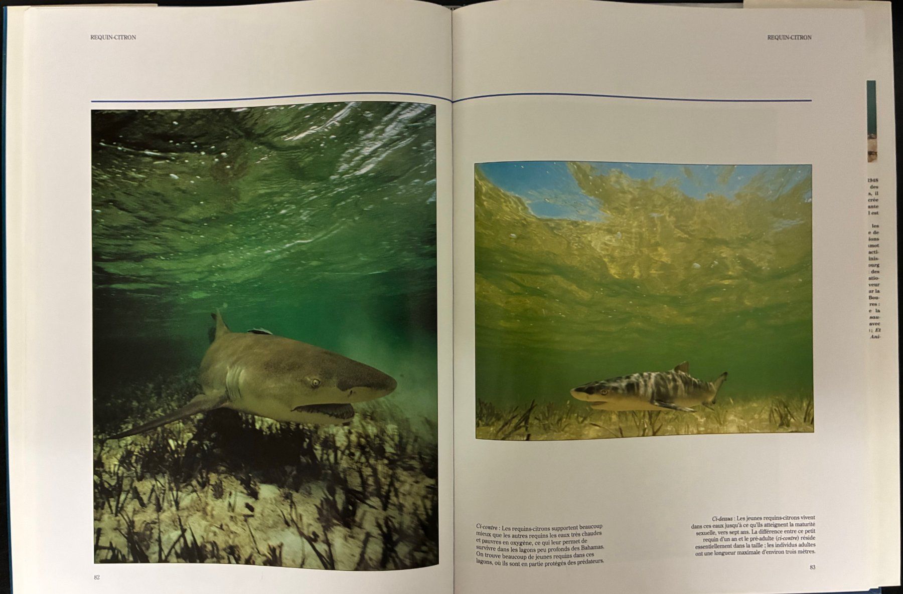 Libri: Requins du monde – Usato da Moutier venduto da lebadin 3