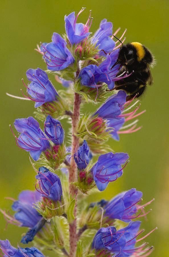 Piante & sementi: 100 Samen Blauer Natternkopf Wildblume – Nuovo (secondo la descrizione) da Ehrendingen venduto da VerveinaSamen 4