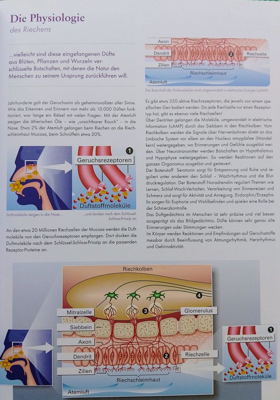 Libri: Lexikon der Düfte: Alex Meyer -ätherische Öle Aromatherapie – Usato da Zürich venduto da Flitzi2005 6