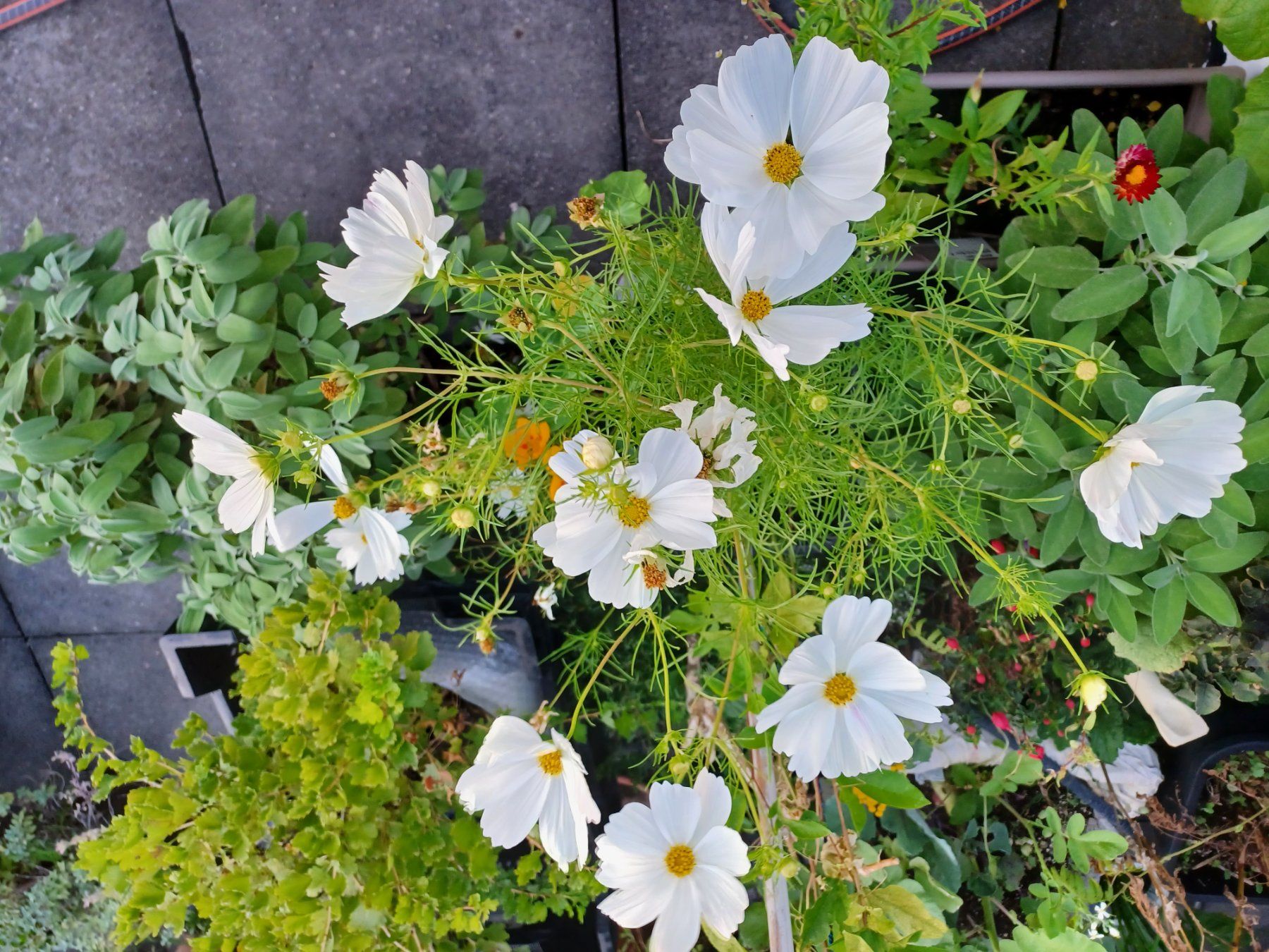 Piante & sementi: Samen Schmuckkörbchen Cosmea 20Stk. – Nuovo (secondo la descrizione) da Schwaderloch venduto da bademeister79 1