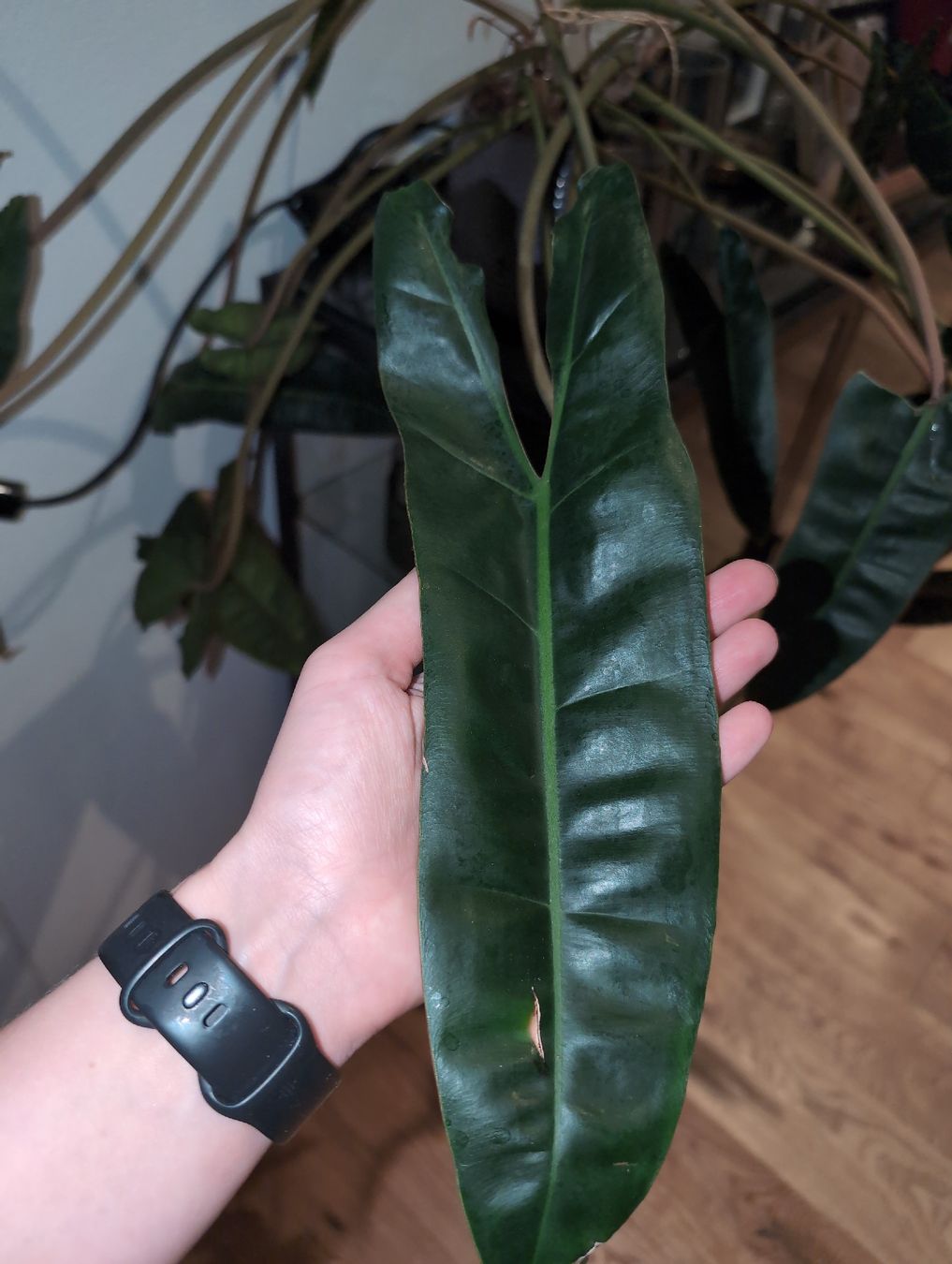 Piante & sementi: XXL Philodendron billietiae – Usato da Bern venduto da JennisJungle 1