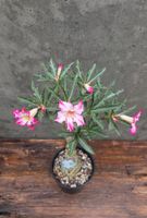 Adenium Variegata / Wüstenrose