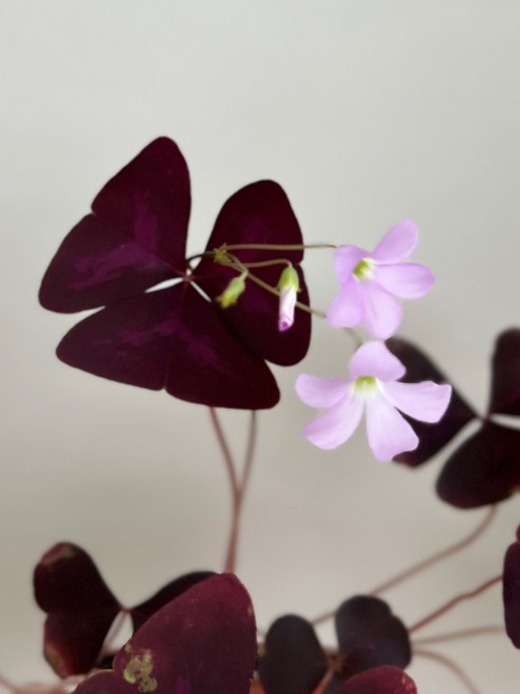 Pflanzen & Samen: Oxalis Triangularis, Roter Glücksklee – Gebraucht aus Glattpark(Opfikon) von ste_n99y 4