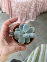 Pachyphytuk oviferum plante succulente plante dragée