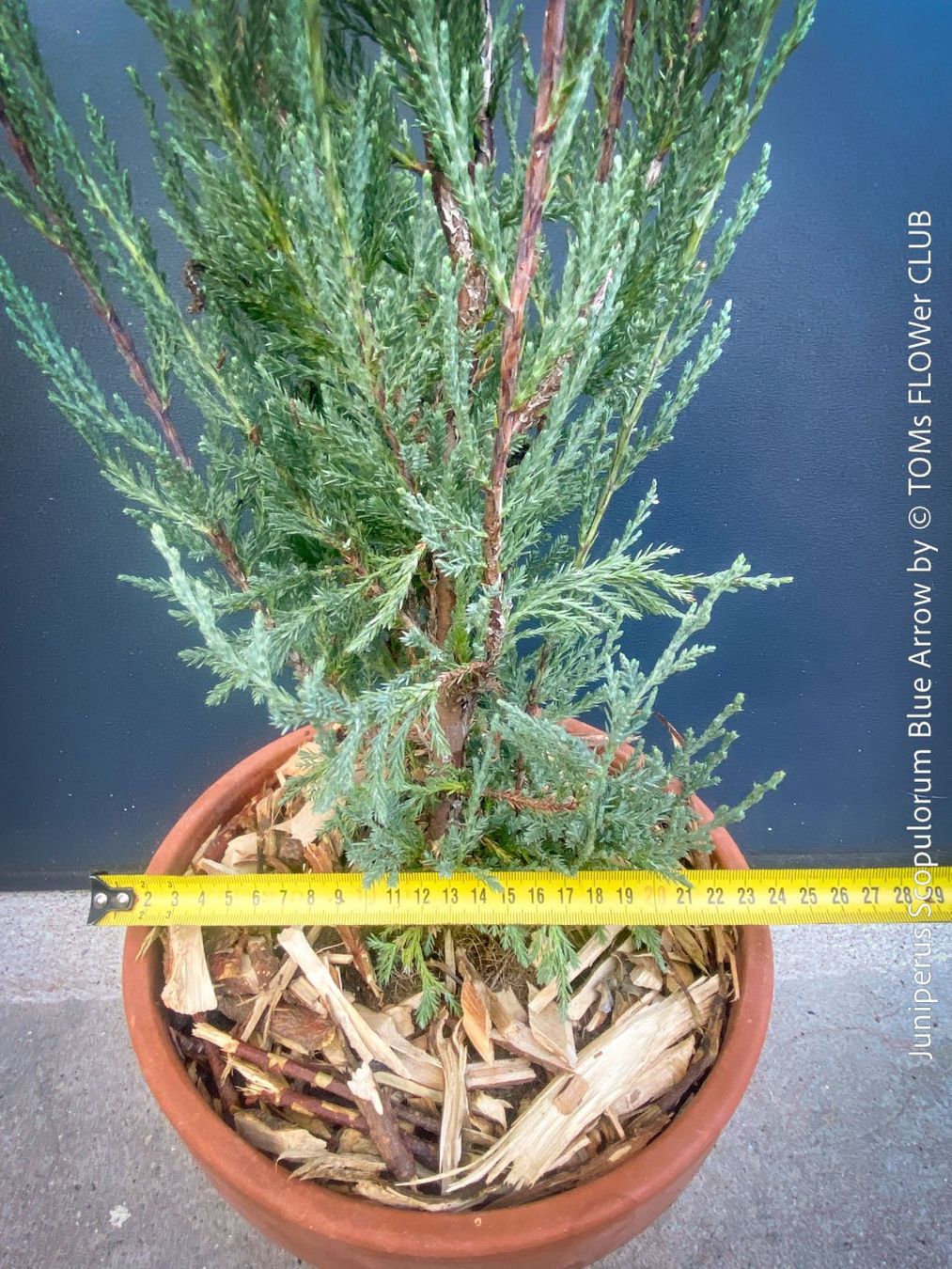 Piante & sementi: Juniperus Scopulorum 'Blue Arrow' - blauer Säulen-Wacholder – Nuovo e nell'imballaggio originale da Adliswil venduto da astom369 1