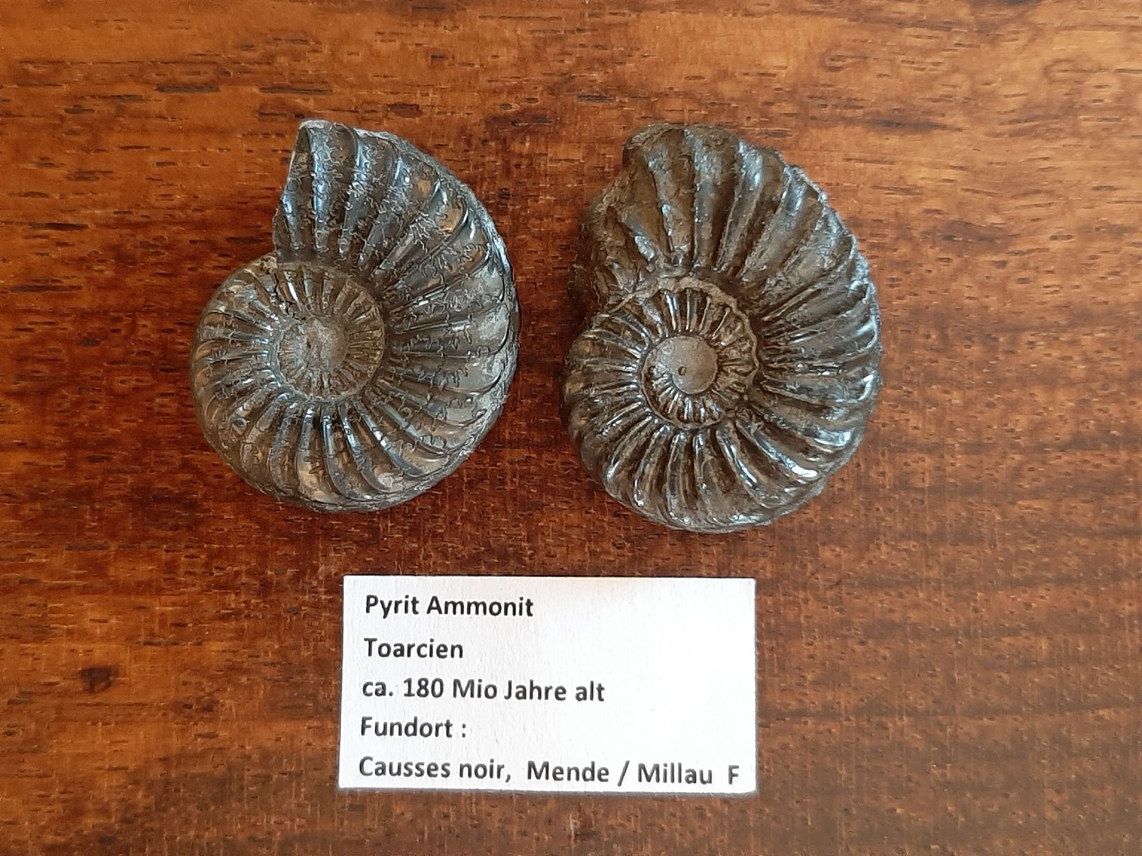 Fossili: Pyrit Ammoniten Frankreich – Usato da Rickenbach BL venduto da Oktober68