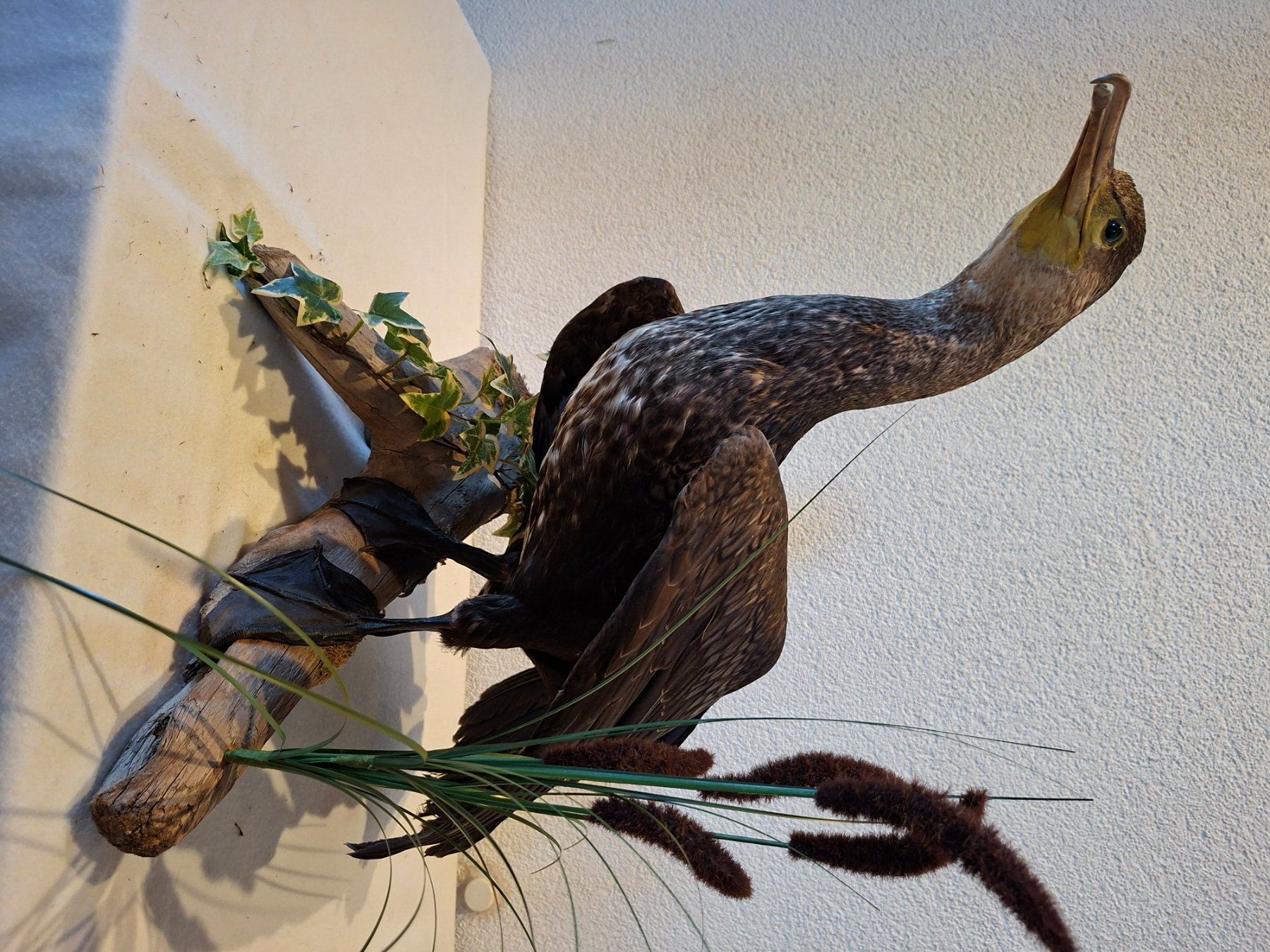 Il mondo degli animali: Kormoran – Usato da Wünnewil venduto da Boschung1 1