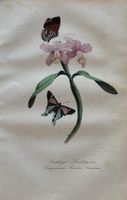 handkolorierter Stahlstich 1843 - Orchidee, Schmetterling