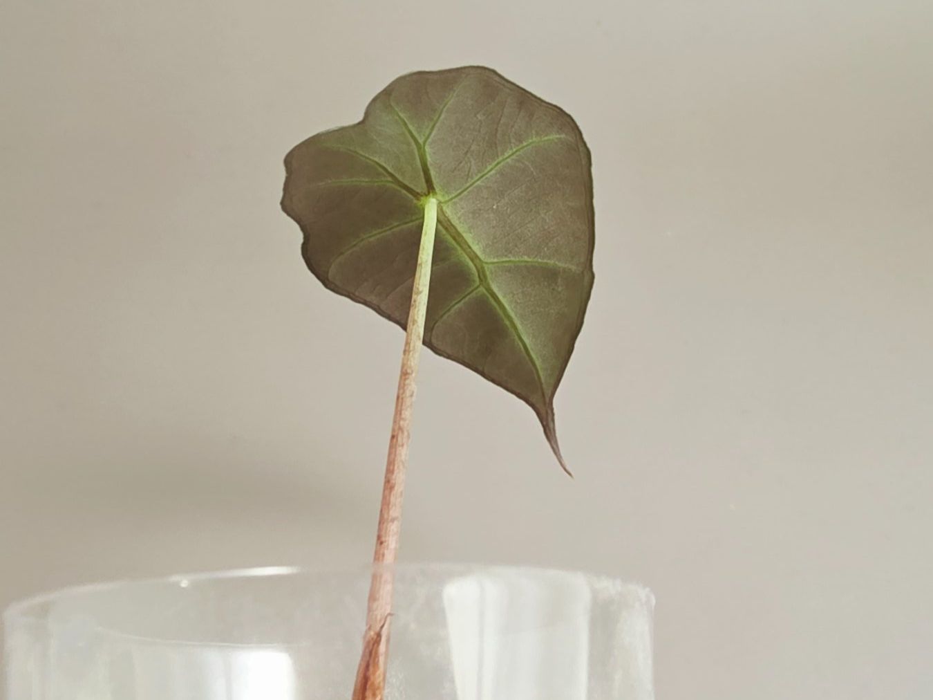 Piante & sementi: Alocasia polly – Nuovo (secondo la descrizione) da Gerolfingen venduto da Azora 2
