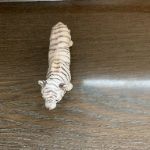 Schleich Figuren: Schleich Tigerin weiss – Gebraucht aus Richterswil von irenemiz 1