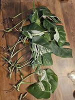 Monstera Albo Variegated Stecklinge 