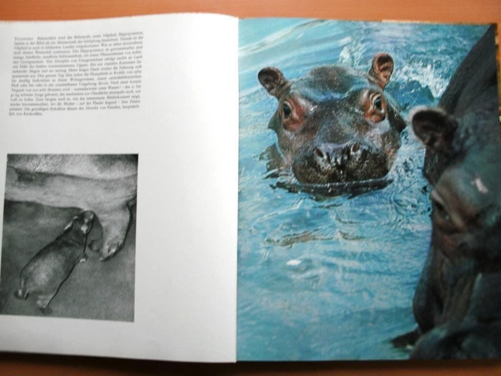 Libri: Im Zoo geboren - Bildband – Usato da Grenchen venduto da Kogi7 5