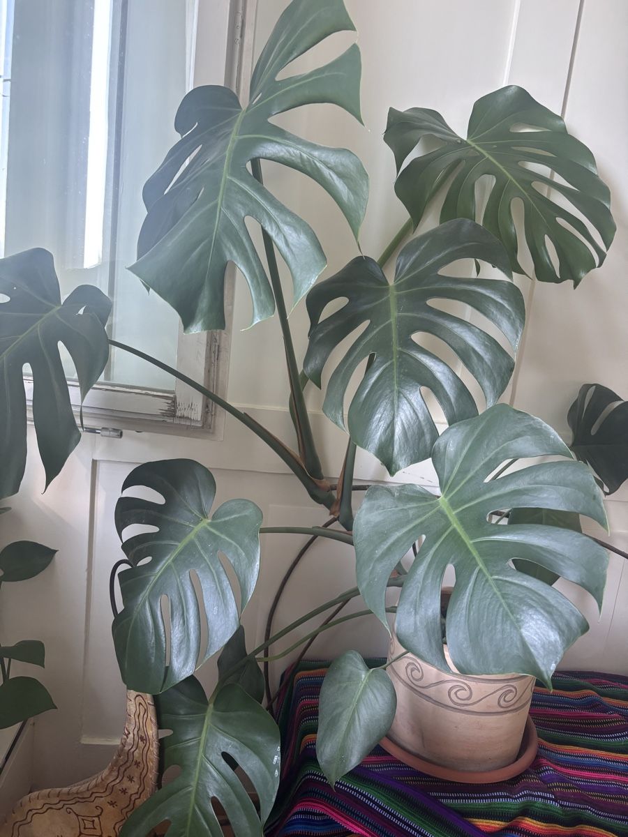 Piante & sementi: Monstera – Usato da Oberrieden venduto da ZehSa