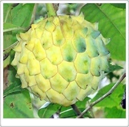 Piante & sementi: Annona Edulis FRUIT TRES RARE 2g – Nuovo (secondo la descrizione) da Bremblens venduto da FIBONACCI369