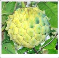 Annona Edulis FRUIT TRES RARE 2g