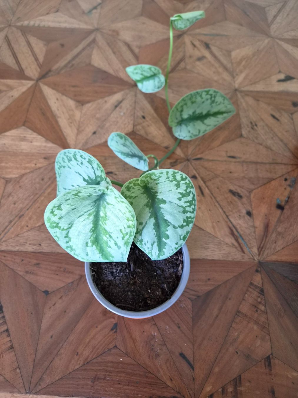 Piante & sementi: Epipremnum (Gefleckte Efeutute) – Nuovo e nell'imballaggio originale da Zürich venduto da mar_bj9c