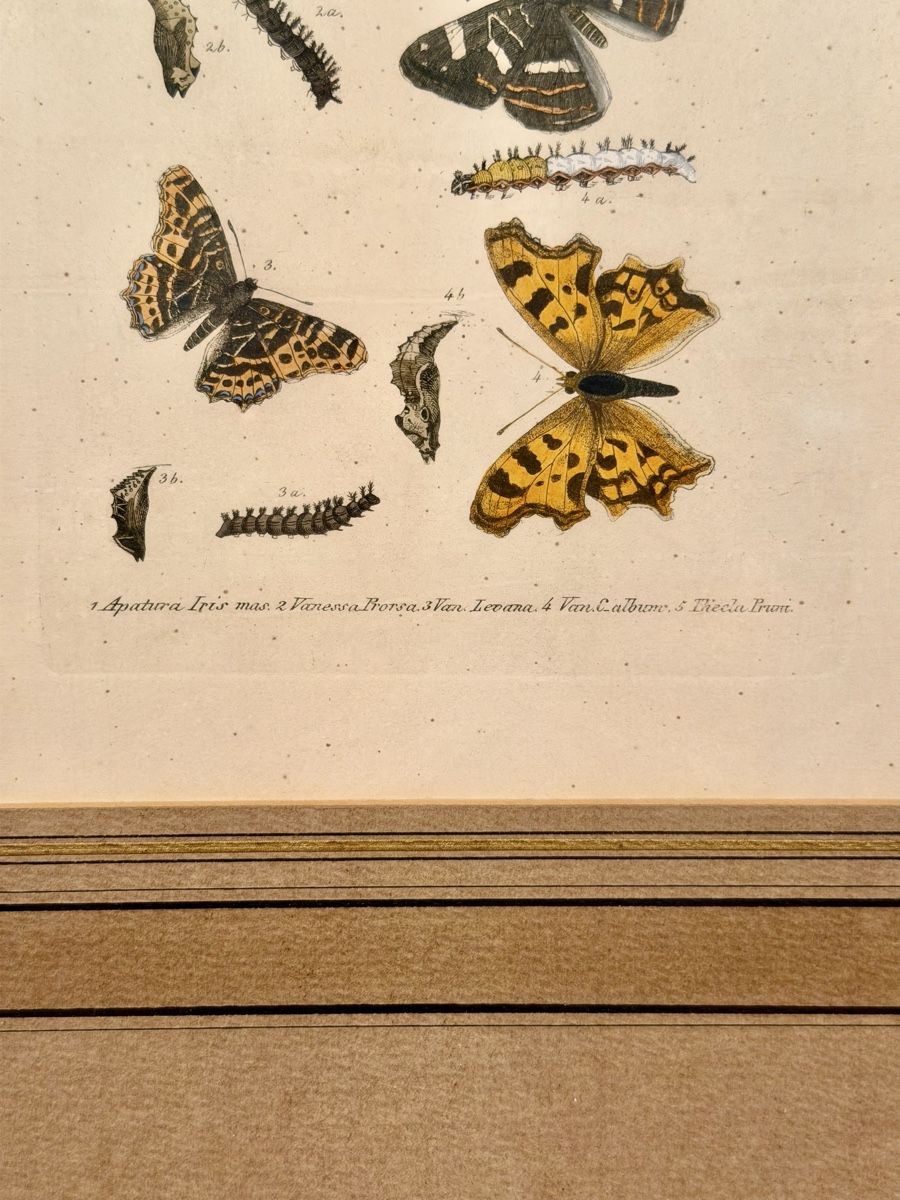 Incisioni: Framed Antique Butterfly Print, Entomology Wall Decor – Usato da Lausanne venduto da vas_mbk2 3