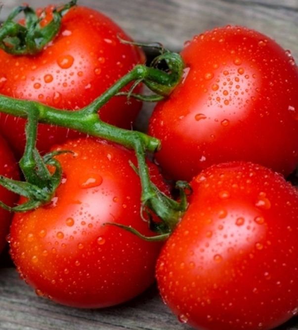Piante & sementi: 30 Samen rote Tomate "LYCOTOM" Mittelgroß, pflegeleicht – Nuovo e nell'imballaggio originale da Rovio venduto da POSITIFFARTandPLANTS 2