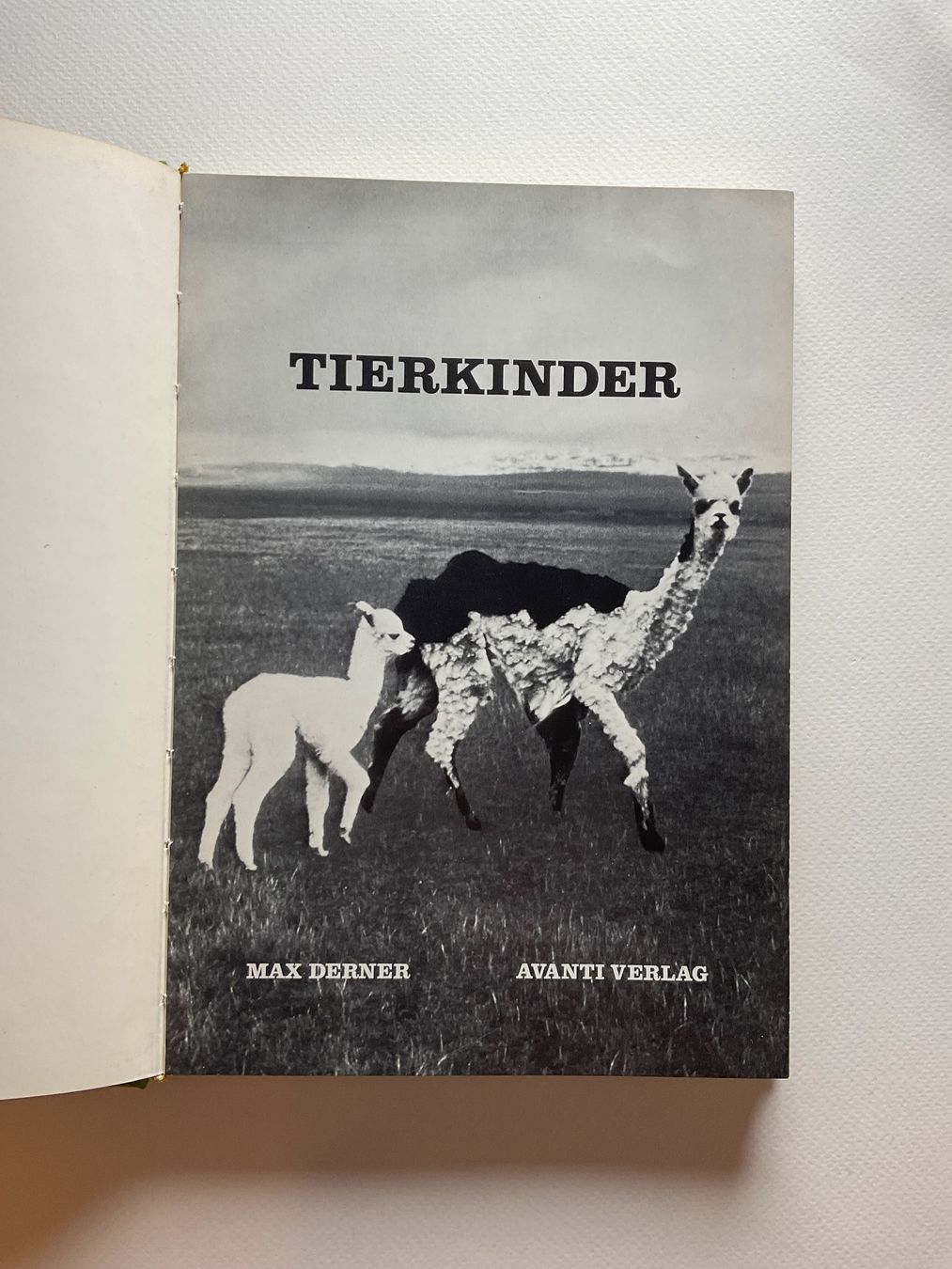 Libri: Tierkinder - Max Derner, Rarität – Nuovo (secondo la descrizione) da Meggen venduto da BookRevivals 1